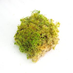 Natural Canadian Sphagnum Moss, Natural Moss for Plants, Moss for Terrariums, Reptile Tank Moss, Indoor Garden Moss, Preserved Sphagnum Moss