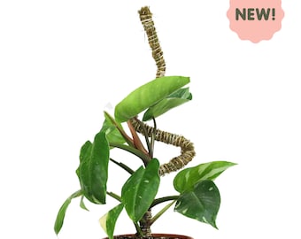 The Bendable Moss Pole™ THIN - For Climbing Plants - Hand Made Bendable Plant Support - Premium Moss Pole