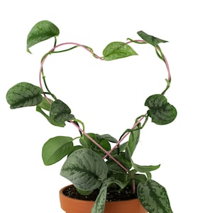 Give Love Heart Metal Trellis, Indoor Garden Trellis, Trailing Support, Elegant Hoya & Ivy Trellis, Trellis for Planter, Metal Trellis Decor