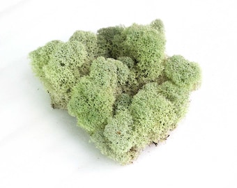 Mousse de renne vivante, carré de 6 po., décor de reptile pour terrarium, plateau gratuit