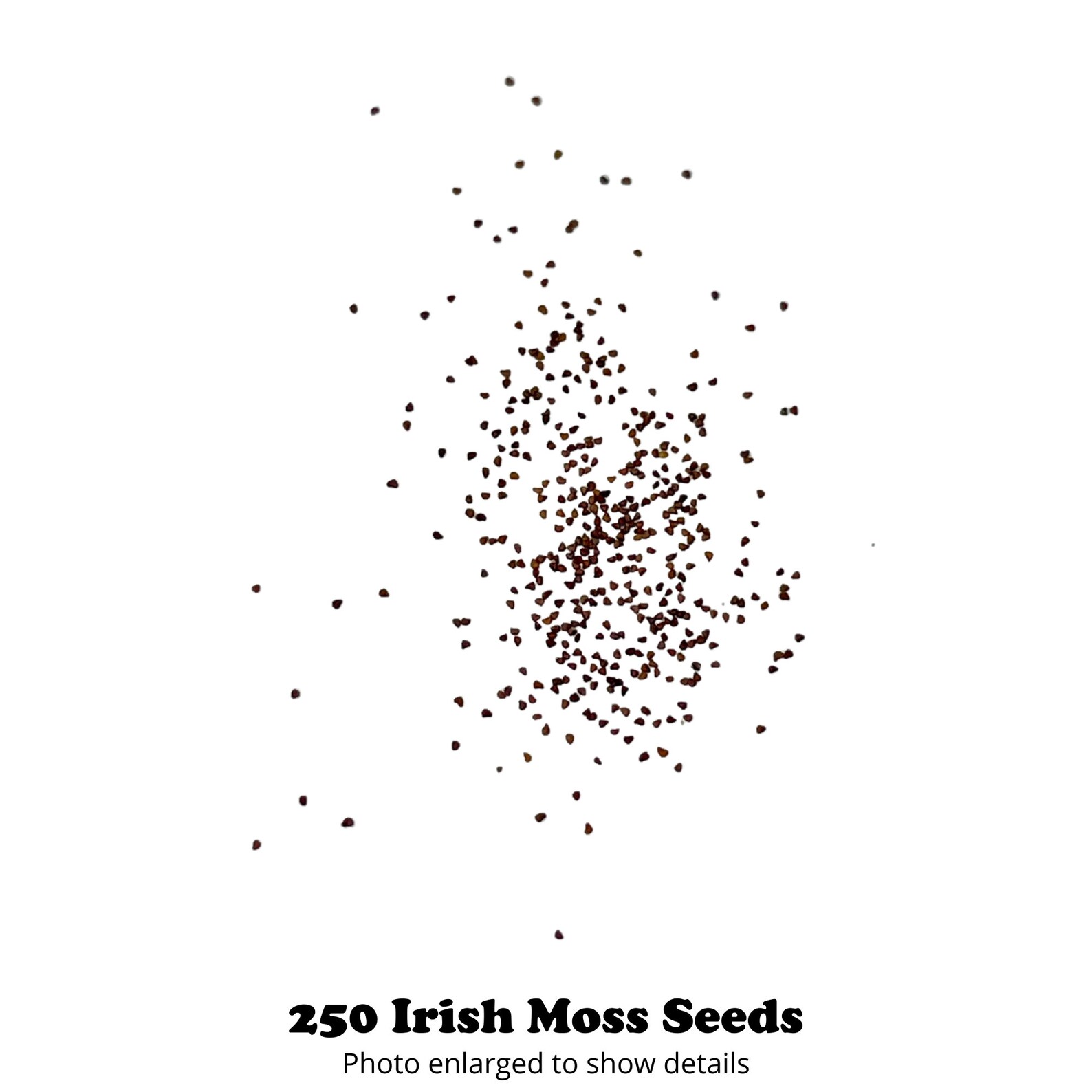 Premium Fast Growing Irish Moss Seed Sagina Subulata Seeds Etsy