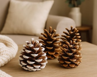 Natural and Frosted Pinecones for Crafts and Decor – Small or Large Packs – Rustic Home Decor Accents for DIY Projects Floral Arrangements