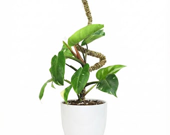 The Bendable Moss Pole THIN for Climbing Plants | Forest Moss Flexible Plant Support