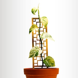 Peut inclure: Une plante en pot avec des feuilles vertes et blanches panachées grimpe sur un treillis en bois décoratif. Le treillis a un motif géométrique et est de couleur brun doré chaud. Le pot est de couleur terre cuite.