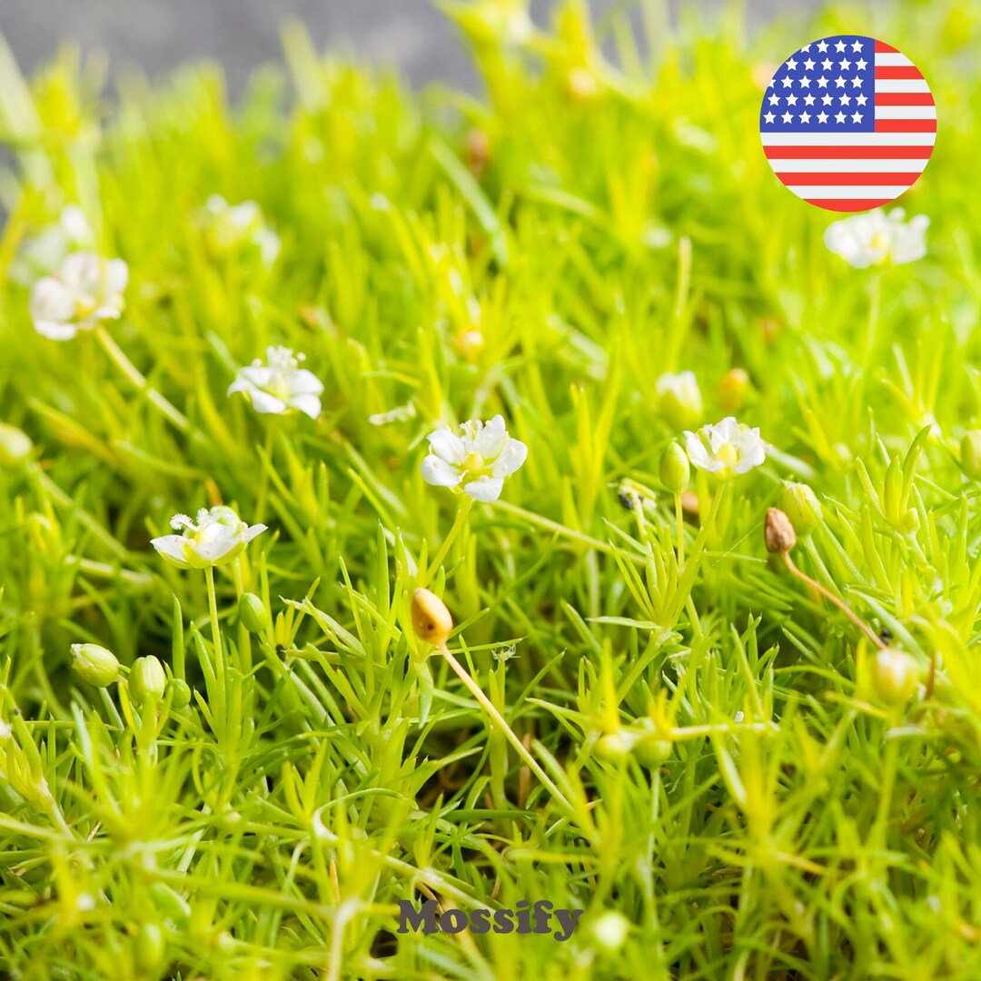 Premium Fast Growing Irish Moss Seed Sagina Subulata Seeds Bulk Irish