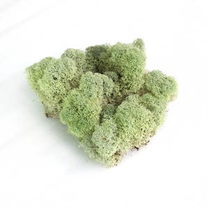 Natural Canadian Reindeer Moss, Natural Craft Moss, Moss for Terrariums, Preserved Moss Filler, Moss for Mini Gardens, Dried Moss for Crafts