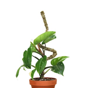 The Bendable Moss Pole™ THIN - For Climbing & Trailing Gardens - Hand Made Bendable Indoor Garden Support - Premium Moss Pole