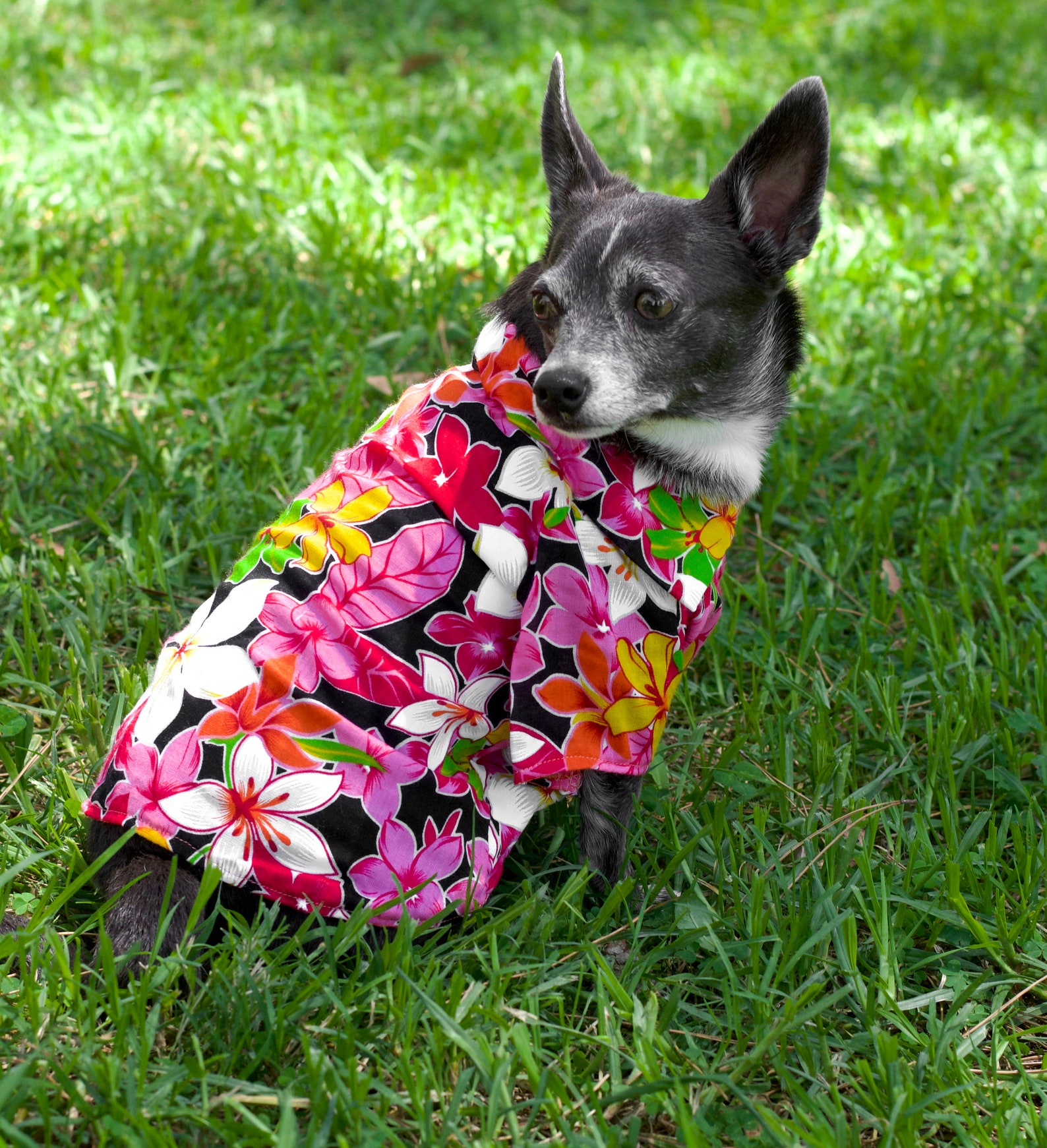 Hawaiian Shirt Dog Shirt Dog Clothing Beach Clothes for Etsy