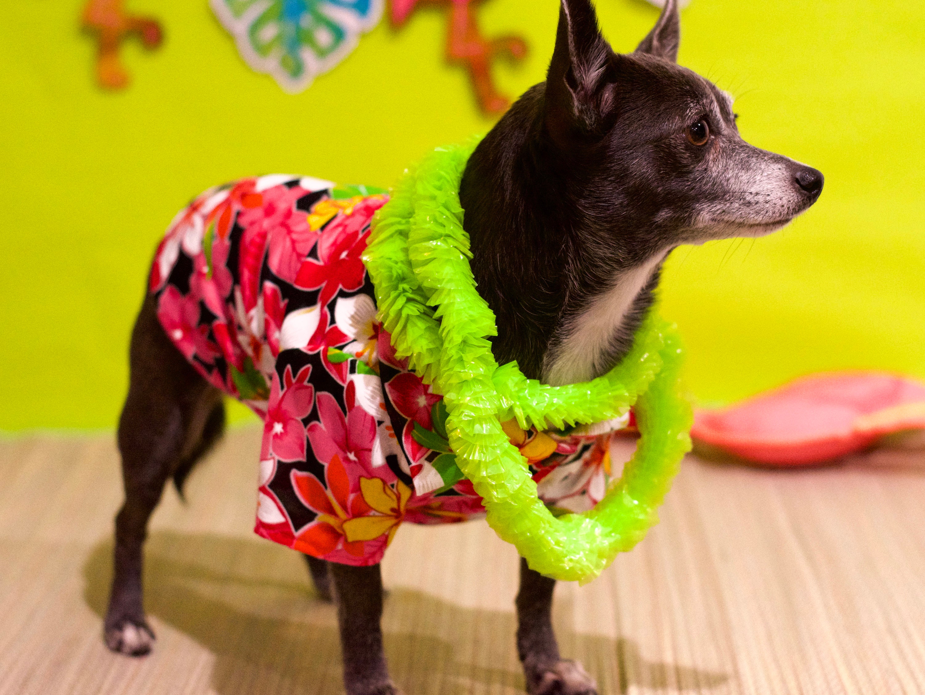 Hawaiian Shirt Dog Shirt Dog Clothing Beach Clothes for Etsy