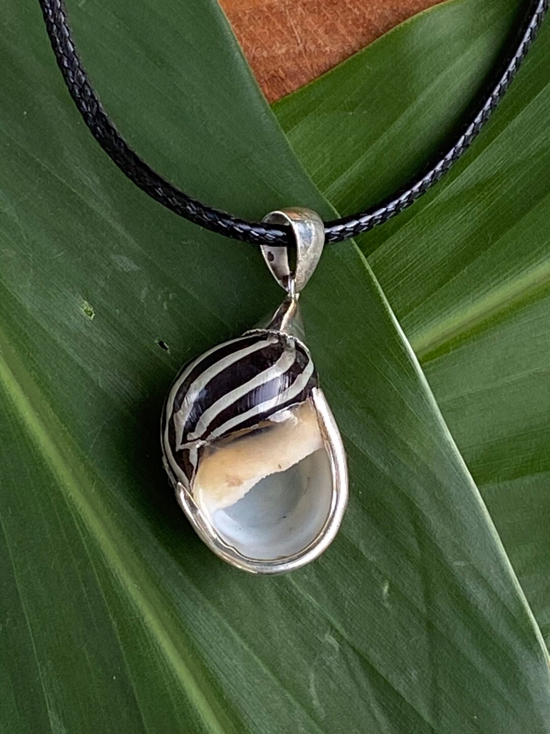 Striped Silver Shell Black Striped Sea Shell With Sterling Silver Accent Pendant - Etsy