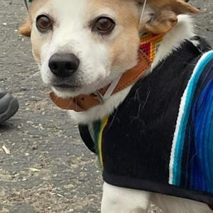 Op de afbeelding: Een kleine witte hond die een kleurrijke sombrero en een zwart-blauwe gestreepte trui draagt.