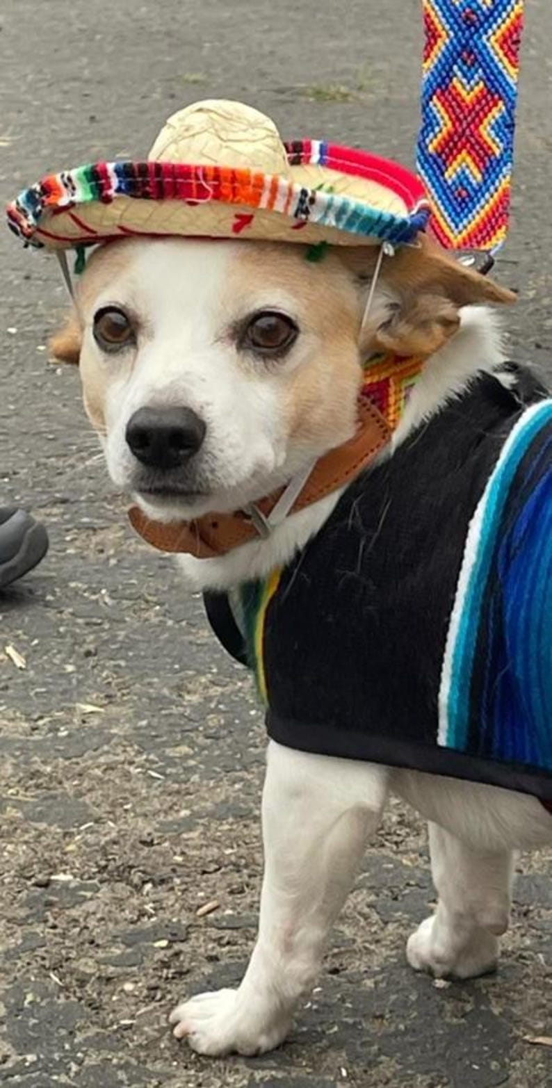 Op de afbeelding: Een kleine witte hond die een kleurrijke sombrero en een zwart-blauwe gestreepte trui draagt.