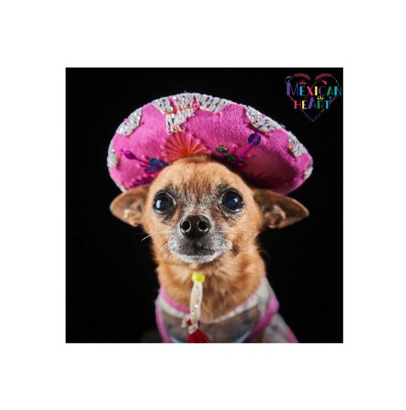 Mini Mariachi Dog Sombrero: Velvet Cinco de Mayo Pet Hat