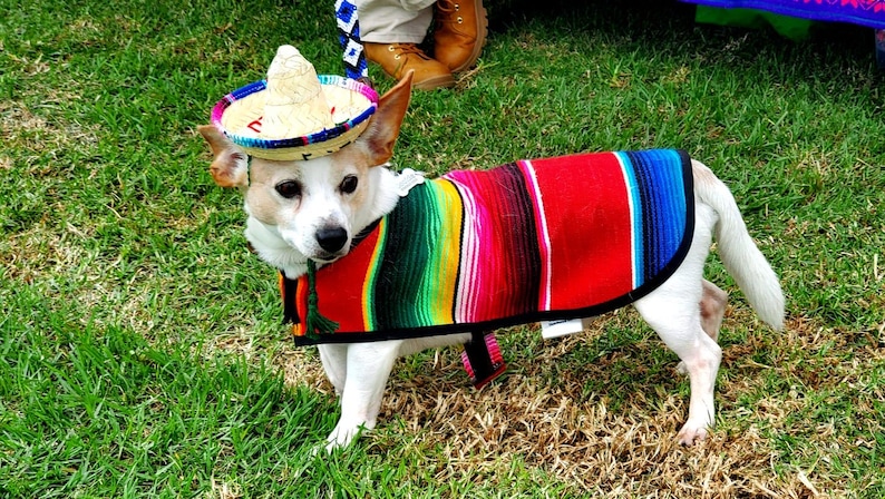 Op de afbeelding: Een kleine witte hond die een rood, groen, blauw en geel gestreept poncho en een bruine sombrero draagt.