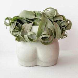 Booty Planter | Concrete Planter | Butt Planter | Body Positivity | Modern Decor | Bathroom Decor | Housewarming Gift