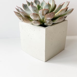 May include: A succulent plant with green and pink leaves in a white concrete planter.