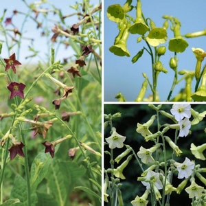 Nicotiana Variety: Bronze Queen, Langsdorffii, Starlight dancer (100+ seeds for each variety x3)