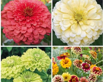 Zinnia Variety: Giant Coral, Giant Buttercream, Green Envy, Jazzy Mix (40 seeds for each variety x4)