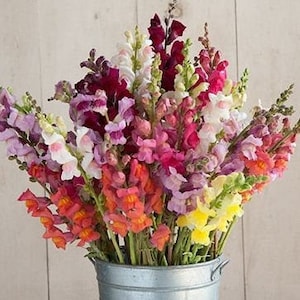 30+ Snapdragon Potomac Custom Mix seeds