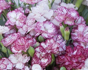 100+ Carnation Chabaud Benigna seeds