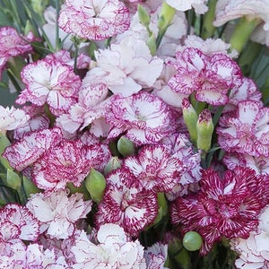 100+ Carnation Chabaud Benigna seeds