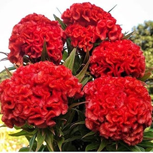 30 Celosia Chief Persimmon Seeds