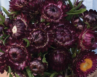 100+ Strawflower Purple Red seeds