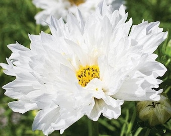 30 Cosmos Double Click Snow Puff seeds