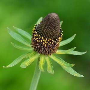 25 Rudbeckia Green Wizard seeds