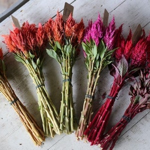 75+ Celosia Pampas Plume Mix Seeds