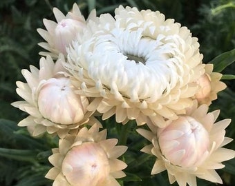 100+ Strawflower Vintage White Seeds