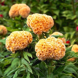 30 Celosia Chief Gold Seeds