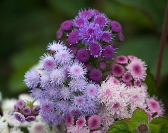 40 Ageratum Timeless Mix seeds