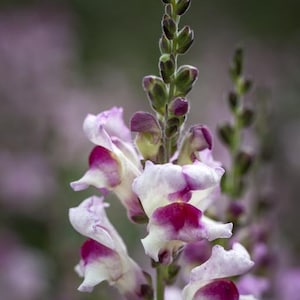 50+ Snapdragon Lucky Lips seeds