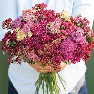 40 Yarrow Flowerburst Red Shades seeds