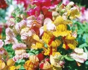 100+ Snapdragon Brighton rock seeds