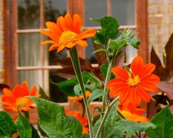 75 Tithonia Mexican Sunflower seeds