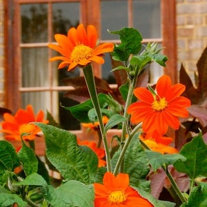 75 Tithonia Mexican Sunflower seeds
