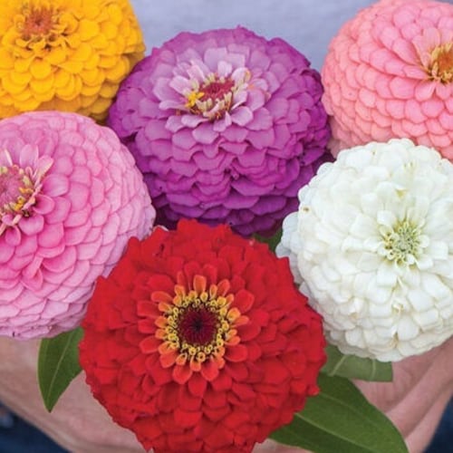 Zinnia Art Deco Mix Flower Seeds / Annual 50 Etsy
