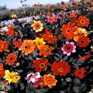 40 Dahlia Bishop's Child Mix seeds