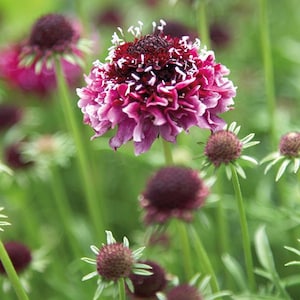 30 Scabiosa Beaujolais bonnets seeds