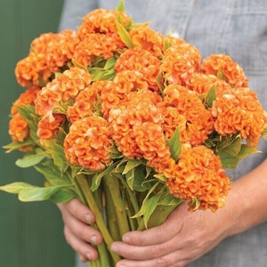 30 Celosia Orange Queen Seeds
