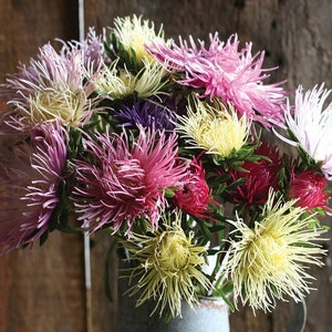 May include: A bouquet of colorful aster flowers in a galvanized metal pitcher. The flowers are in shades of pink, purple, white, and yellow.