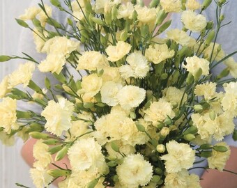 100+ Carnation Chabaud Marie seeds