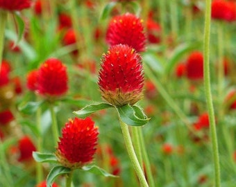 100 Gomphrena Strawberry Fields seeds