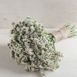 40 Statice Seeker White Seeds