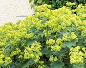 75+ Ladys Mantle Irish Silk seeds