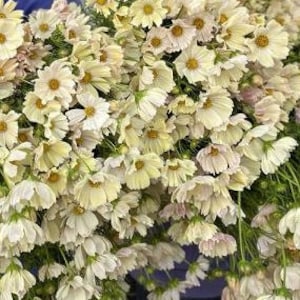 40 Cosmos Kiiro seeds
