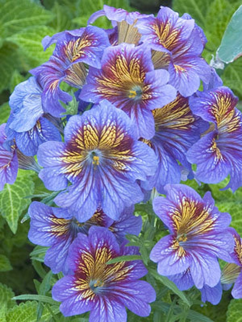 50 Salpiglossis Mix seeds image 8