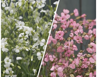 40 Saponaria Pink and White Beauty Mix seeds